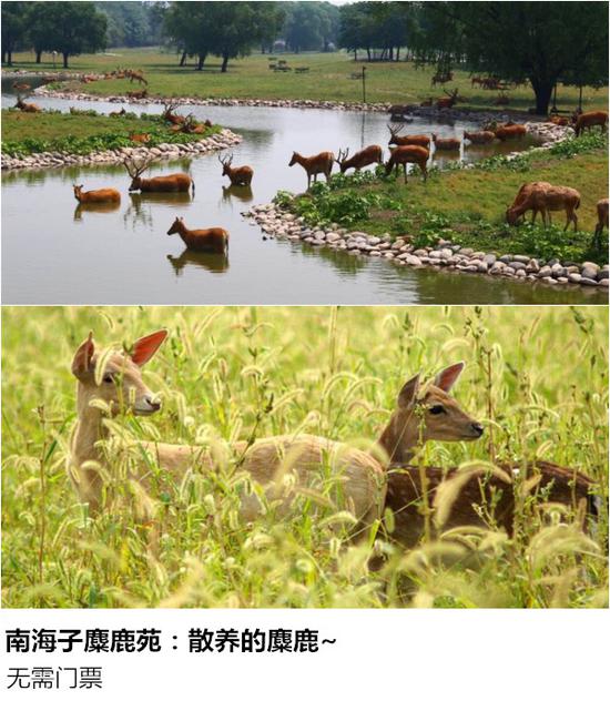 道路通畅,绿野晴川野生动物园,南海子公园,南海子麋鹿苑适合游客前往
